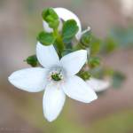 Castlemaine Wildflowers profile picture